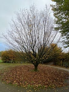 Changing seasons
